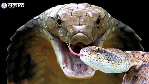 Poisonous Snakes