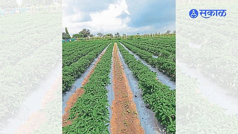 A blooming crop of chilli planted using mulching paper in Babaji Shinde's field.