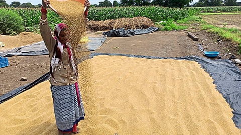 Farmers preparing soybeans in Kharip