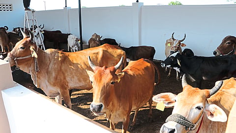 Cowshelter
