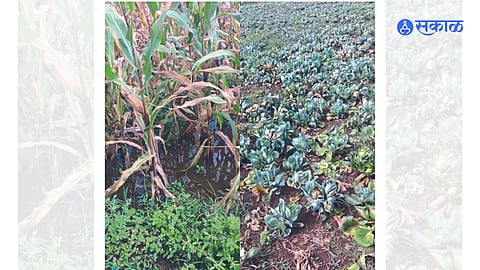 Water accumulated in maize fields due to unseasonal rains. The damaged cabbage in the second photo.