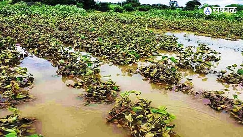 Farmers loss
