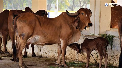Theft Cow and calf