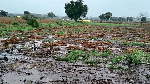 crop damage 