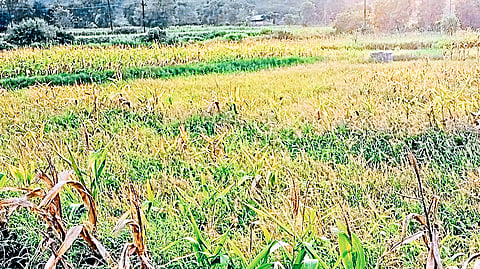 Damage to the maize crop in the Phad Horticulture area here.