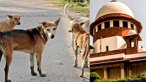 सर्वोच्च न्यायालयाने मागवली देशातील मागील ७ वर्षांतील श्वानदंशाची आकडेवारी