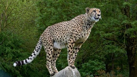 Kuno National Park Namibia Cheetah