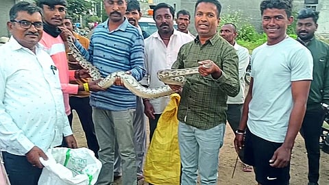 Varkhede (Chalisgaon): Wildlife guard Rajesh Thombre, forest guard Sanjay Chavan and forest staff with the captured python