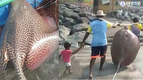 Stingray Fish 