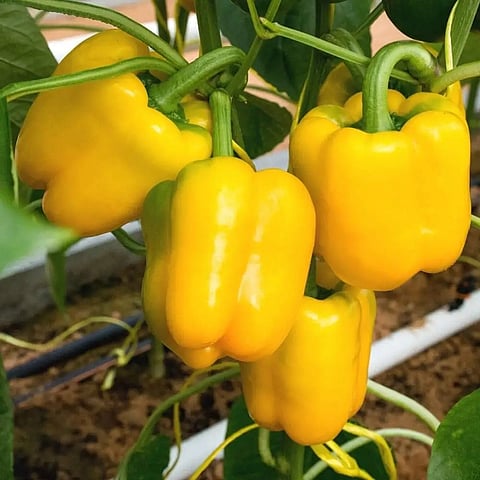 Yellow Bell Pepper Benefits 
