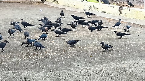 Niphad: Crows picking grains in the Sangameshwar temple area here