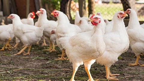 Chicken shop