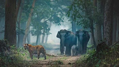 Wildlife Census 