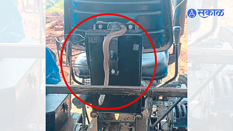 A snake under Vilas More's tractor at khamkheda