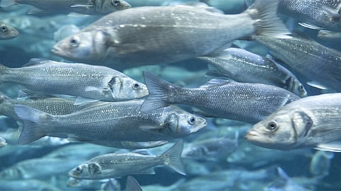 FIsh Farming