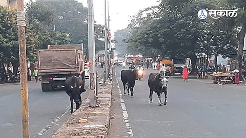 The roads in panchavati are lined with loose animals.