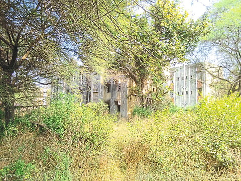 The buildings in Meri Colony are thus surrounded by bushes.