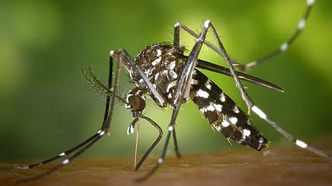 Mosquitoes