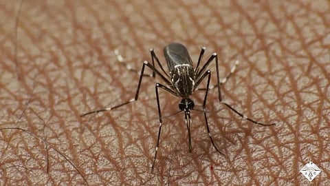 Mosquito Protection Tips 