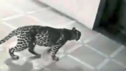Leopard 