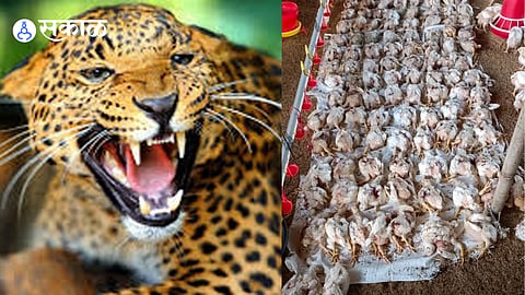 leopard attack news