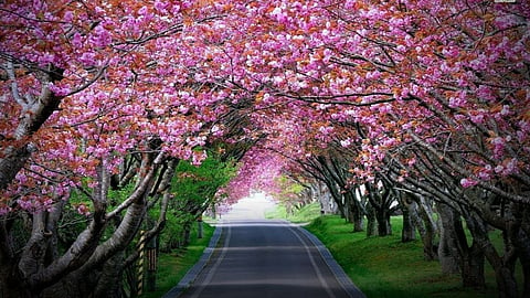 Cherry Blossom Festival 2022
