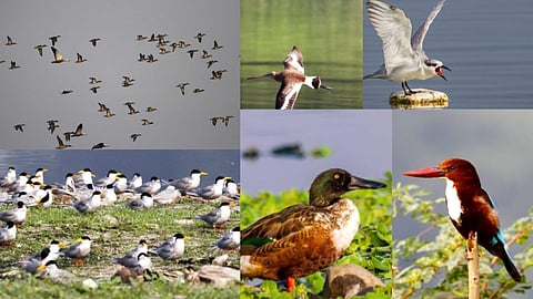 Pune Bird
