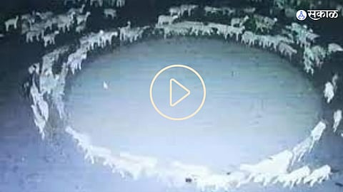 Sheep Viral Video