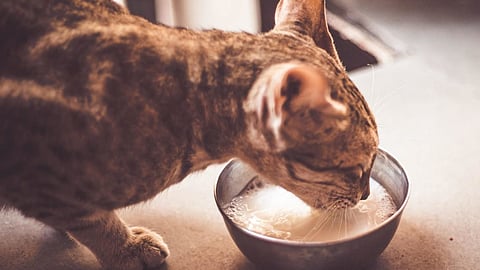 Cat With Milk