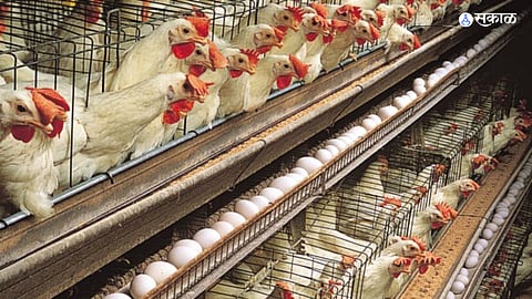 Poultry Workshop