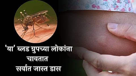 Mosquito