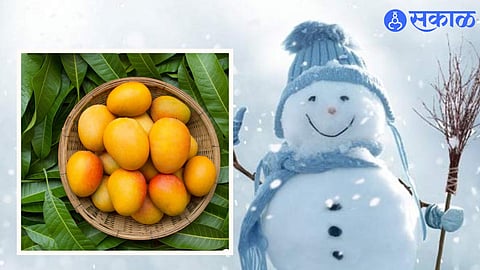 Mango in Winter