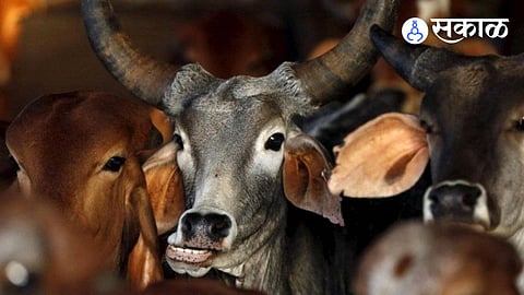 Gau Raksha