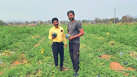 Nashik Agriculture News 