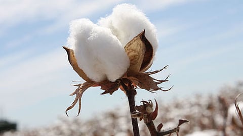 Cotton 