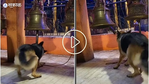 Dog Viral Video