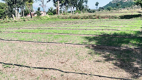 Farmers are suffering losses as the seeds start spoiling.