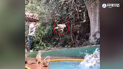 Viral Video