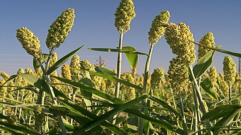 Jowar 