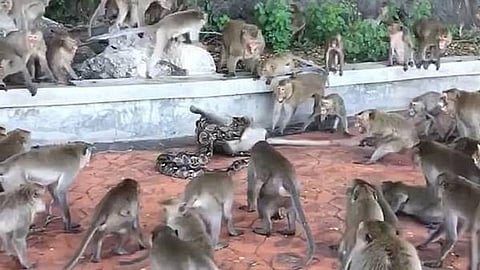 Viral Video
