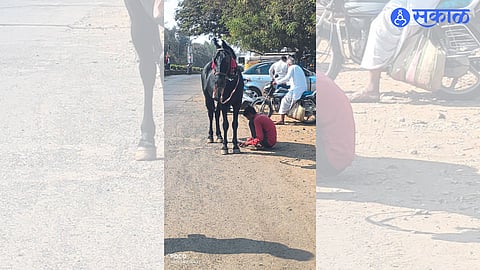 Jalgaon: Young men pulling horses' hoofs