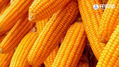Maize Prices News