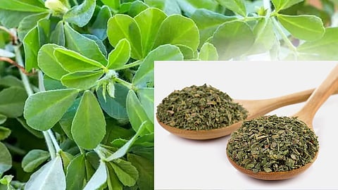 Kasuri Methi