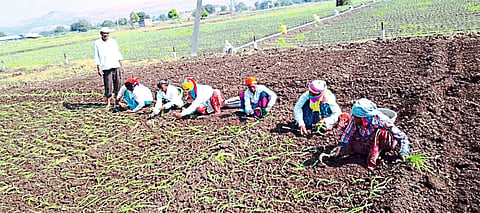 Agriculture News