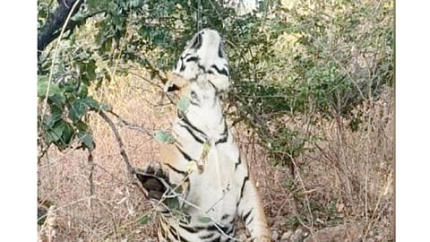 Wild Animal Killing