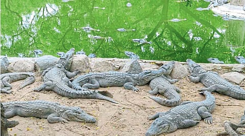 crocodile conservation in Odisha Project in Bhitharkanika National Park 