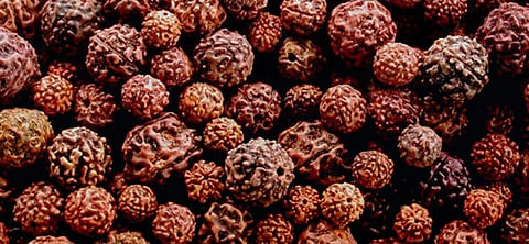 Rudraksha Tips