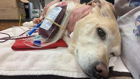 Blood of Dogs