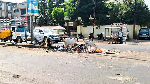 Garbage dumped in the dividers on the road in Phulenagar area of ​​Peth Road.