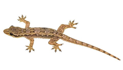 Bihar Lizard Smuggling